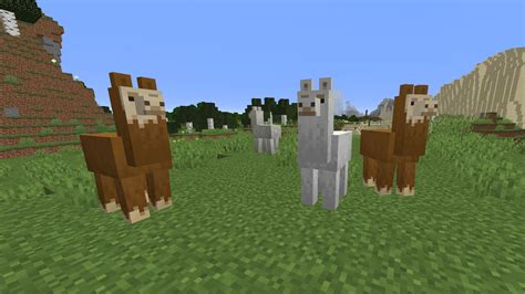 Illustration d'un lama dans Minecraft