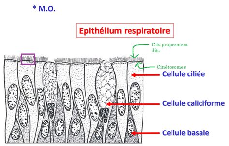 Illustration d'un cil primaire sur une cellule rénale