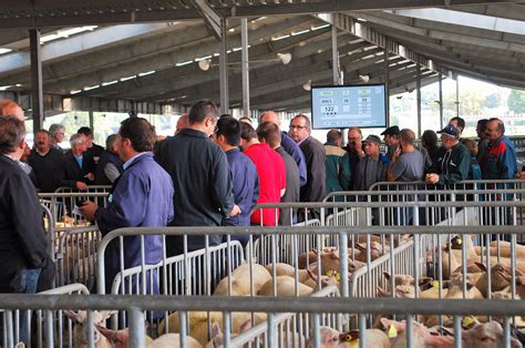 Marché au cadran de bovins et ovins en Normandie