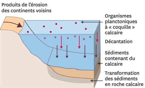 Schéma expliquant la formation du calcaire dans l'eau