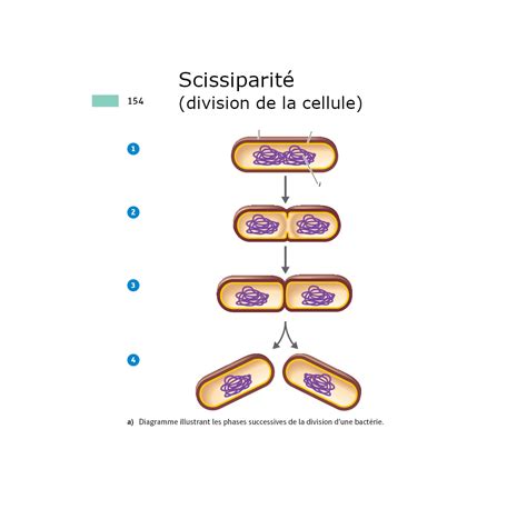 Schéma simplifié de la division cellulaire bactérienne par scissiparité
