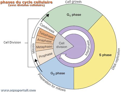 Représentation graphique des phases du cycle cellulaire