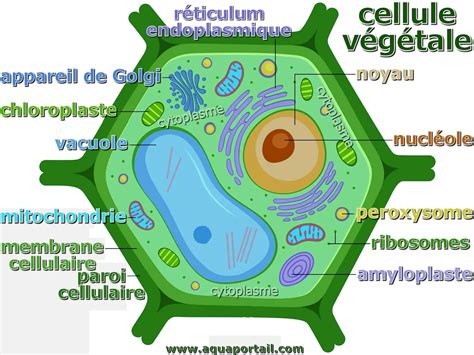 Diagramme illustrant la formation de la bande préprophasique chez les cellules végétales