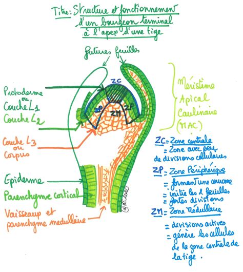 Exemple de divisions périclines dans un méristème végétal