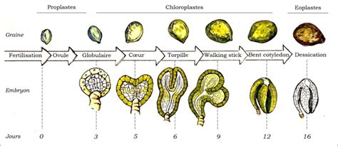 Illustration de divisions anticlines durant l'embryogenèse végétale