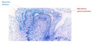 Coupe histologique du méristème apical caulinaire d'une plante