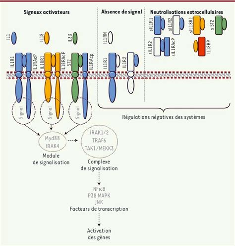 Représentation schématique de l'activation et de l'inhibition d'un complexe Cycline/Cdk
