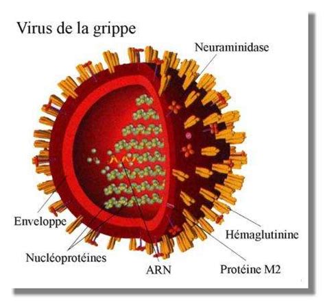 Schéma du virus de la grippe