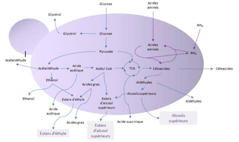 Schéma expliquant la capture et la neutralisation du formaldéhyde par la plaque de plâtre Activ'Air®
