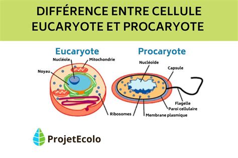 Schéma comparatif cellule procaryote et eucaryote