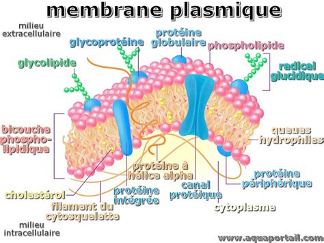 Structure de la membrane plasmique