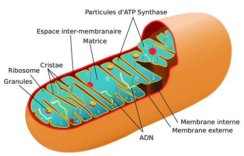 Représentation d'une mitochondrie