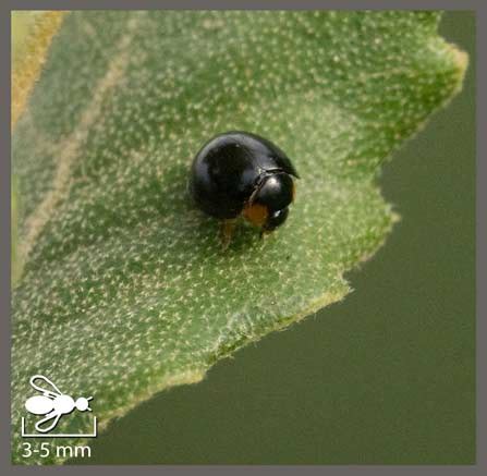 Coccinelle noire sur une feuille d'olivier