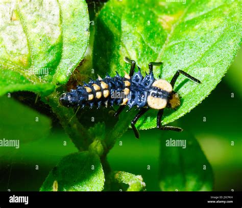 Larve de coccinelle sur une branche d'olivier