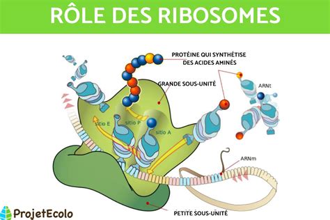 Schéma de la structure d'un ribosome avec ses deux sous-unités