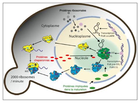 Représentation schématique de la biogenèse du ribosome humain