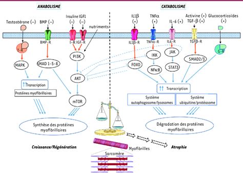 Diagramme illustrant les différentes voies de clivage des ARNr