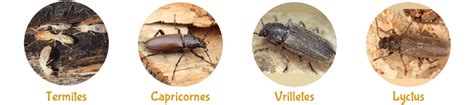 Différents types d'insectes xylophages