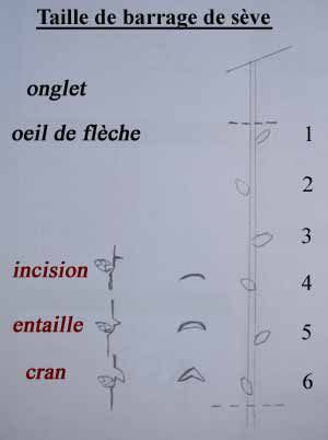 Diagramme d'installation d'une cheville