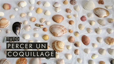 Collection de coquillages et crustacés réalisés en polystyrène