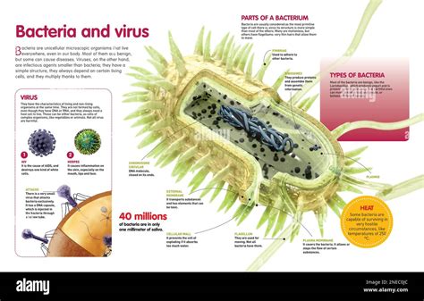 Infographie montrant différentes bactéries et virus trouvés sur les smartphones