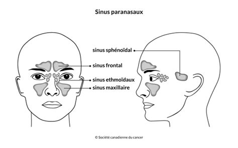 Schéma des sinus paranasaux