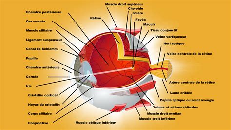 Schéma de l'œil et de l'orbite montrant la propagation potentielle d'une infection sinusale