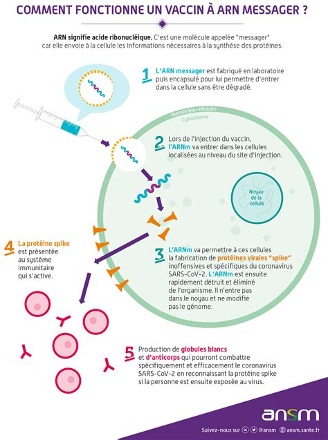 Schéma simplifié d'un vaccin à ARNm