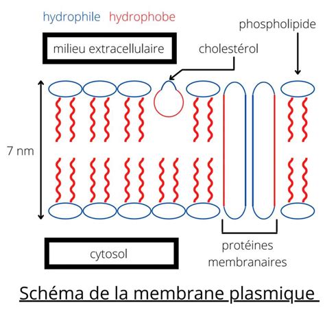 Schéma montrant la structure d'une membrane PVC armé