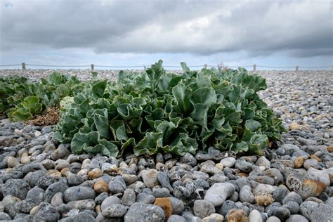 Plante de chou marin en fleur sur une plage