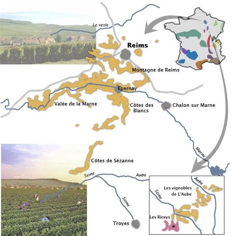 Vignoble de Champagne au printemps