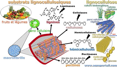 représentation schématique de la structure des fibres de cellulose dans le papier