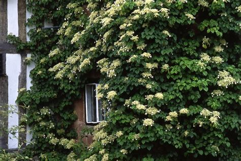Hortensia grimpant en pleine floraison sur un mur couvert de lierre
