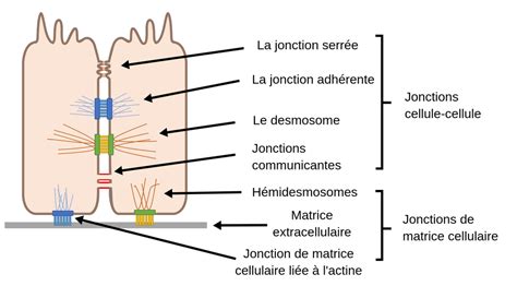 Schéma comparatif des différentes hauteurs de bandeaux cellulaires