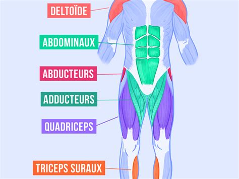 Schéma des muscles sollicités en pole dance