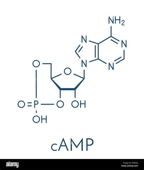 Structure chimique de l'AMPc