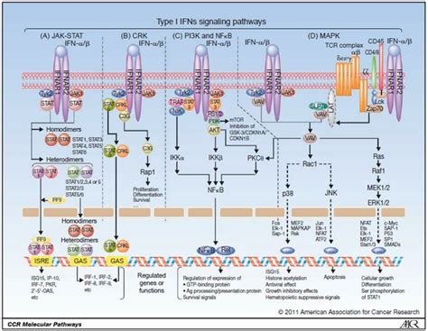 Voies de signalisation intracellulaire