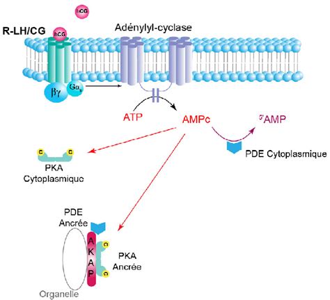 Régulation métabolique par l'AMPc