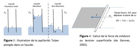 Schéma explicatif de la capillarité dans le béton