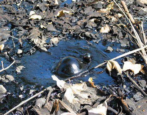 Photo d'une mare de bitume bouillonnante aux La Brea Tar Pits