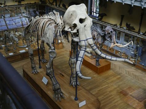 Reconstruction d'un squelette de mammouth de Colomb aux La Brea Tar Pits