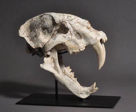 Crâne de Smilodon (Tigre à dents de sabre) exposé au musée George C. Page
