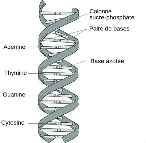 Structure de la double hélice d'ADN