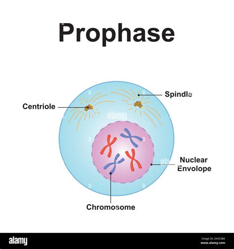 Représentation schématique de la prophase de la mitose