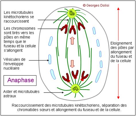 Schéma de l'anaphase mitotique