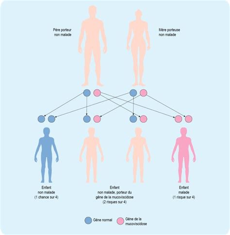 Schéma de transmission des allèles de la mucoviscidose lors de la mitose