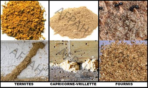 Schéma expliquant la formation de vermoulure après un traitement du bois