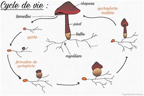 Diagramme illustrant le cycle de vie des champignons et leur rôle écologique