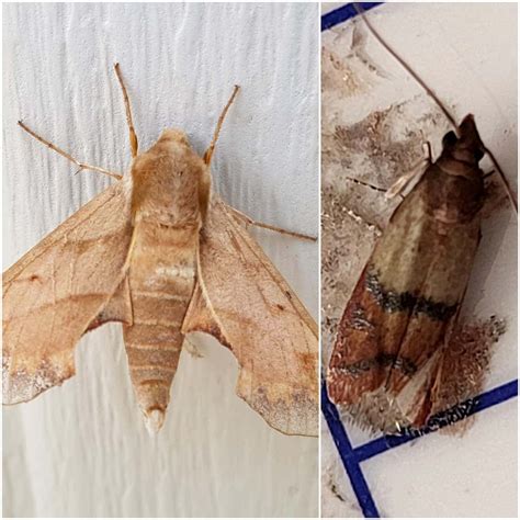 papillon de nuit dans un placard