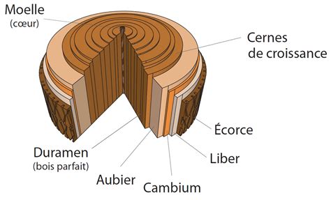 Structure d'un tronc d'arbre avec l'écorce, l'aubier et le duramen clairement identifiés